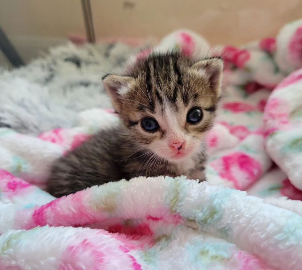 cute tiny tabby kitten