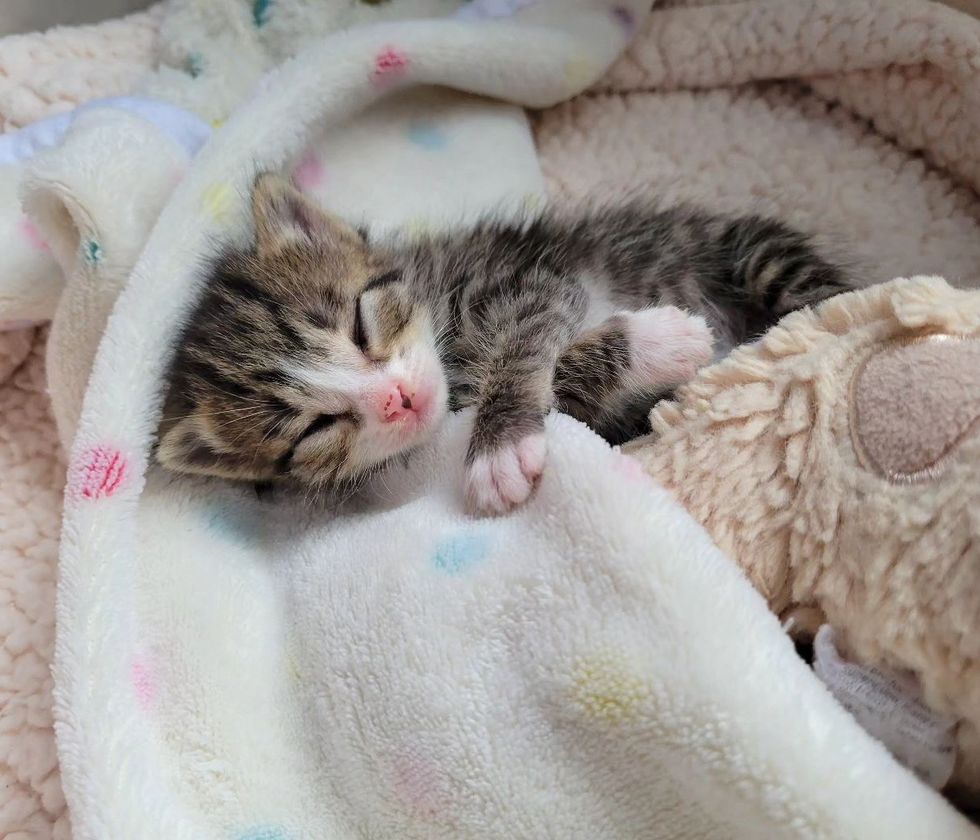 sweet sleeping kitten