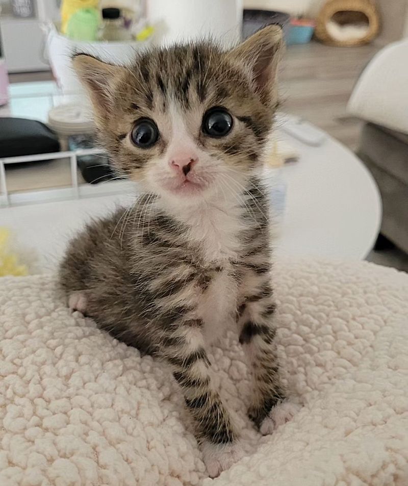 tabby kitten big eyes