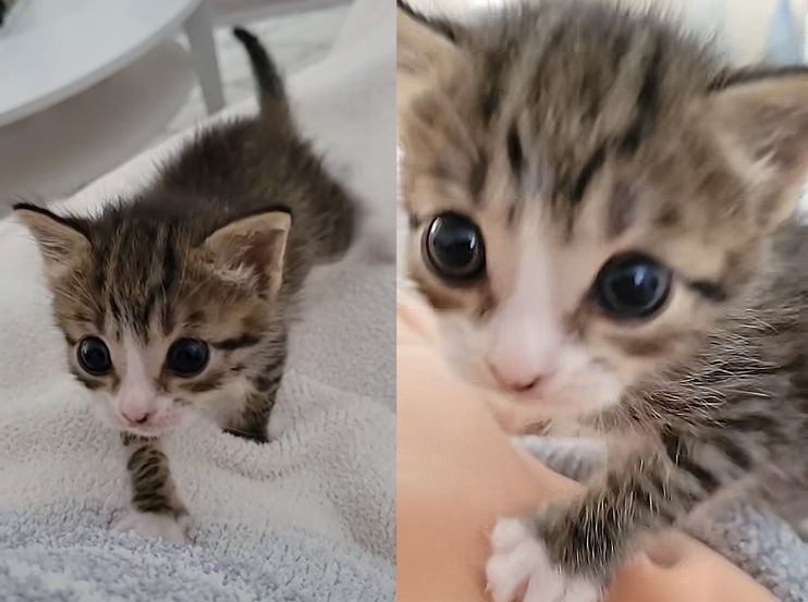 Tiny Kitten Spotted Outside Abandoned Shows So Much Strength, Now Has a Cat  to Watch Her Grow - Love Meow