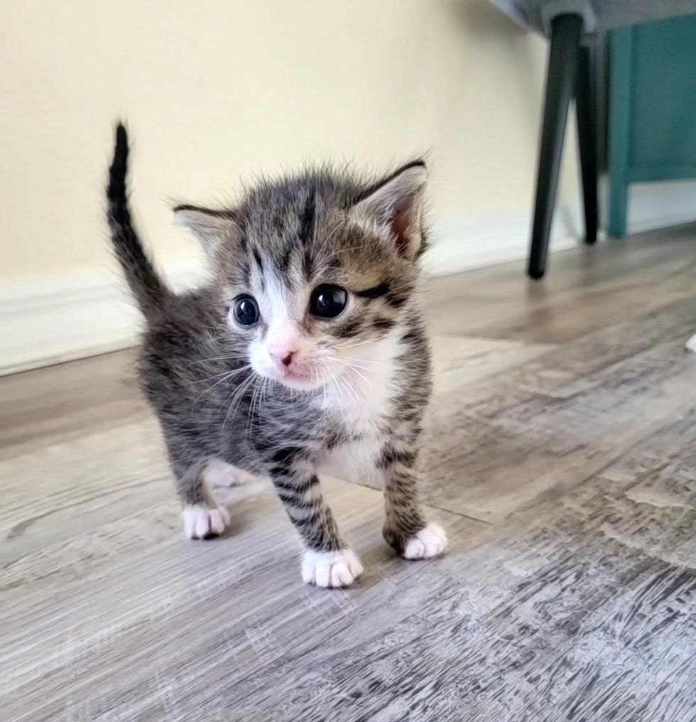 tiny tabby kitten