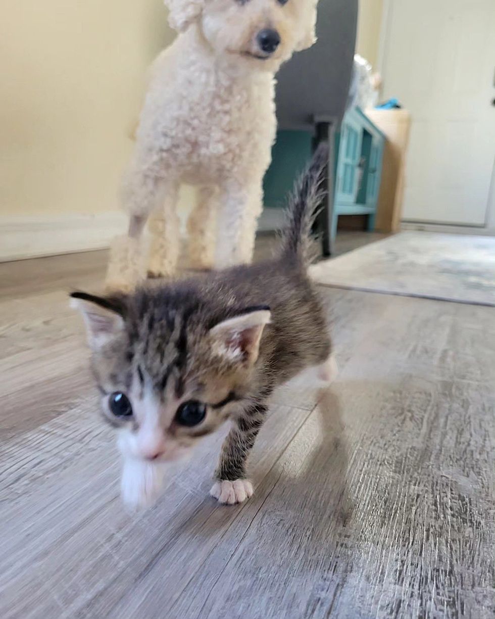 dog kitten running