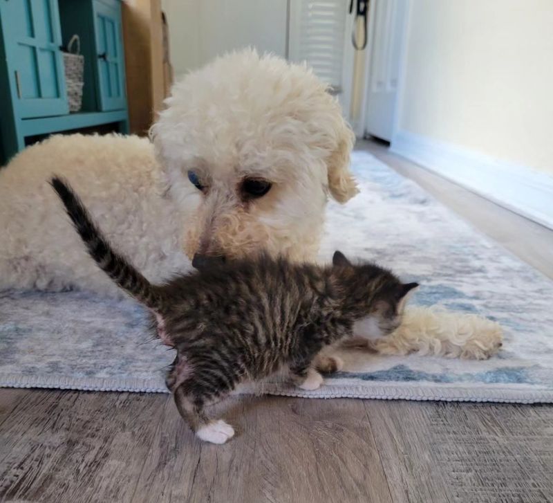 kitten dog sweet friends