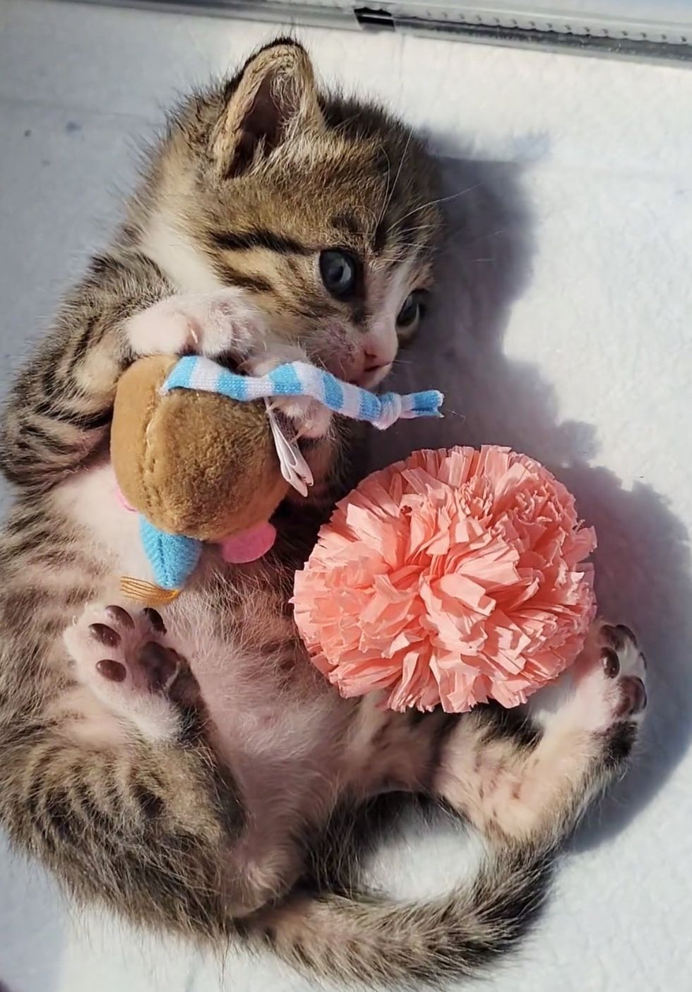 kitten playing toys