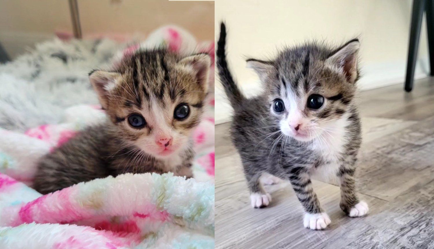 Kitten Found Outside at Just 2 Weeks Old Shows 'Tiny but Mighty' Spirit and Lets Nothing Stop Her