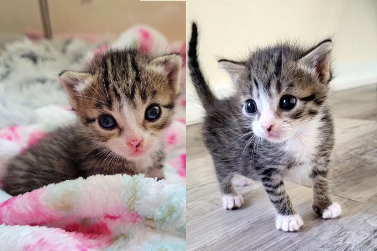 Kitten Found Outside at Just 2 Weeks Old Shows 'Tiny but Mighty' Spirit and Lets Nothing Stop Her