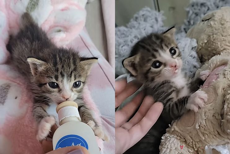Tiny Kitten Spotted Outside Abandoned Shows So Much Strength, Now Has a Cat  to Watch Her Grow - Love Meow