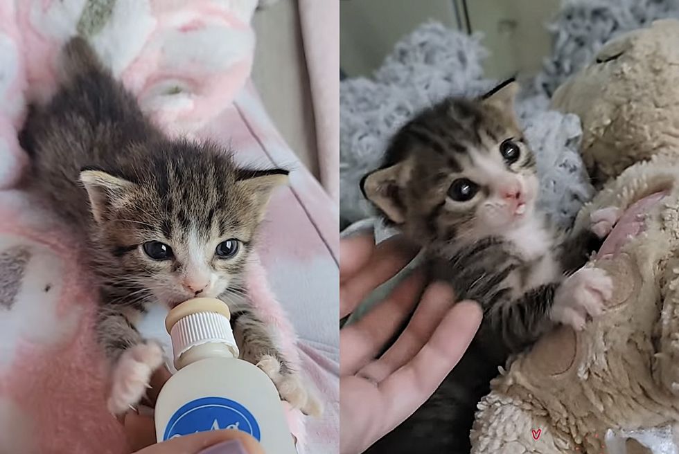 cute kitten bottle feeding