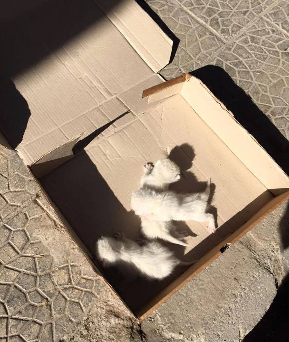 Woman Finds 3 Helpless Kittens On The Street And Gives Them What They ...