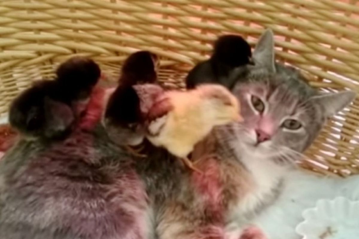 calico cat adopts 4 chicks