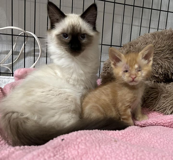 blind kitten cat best friends