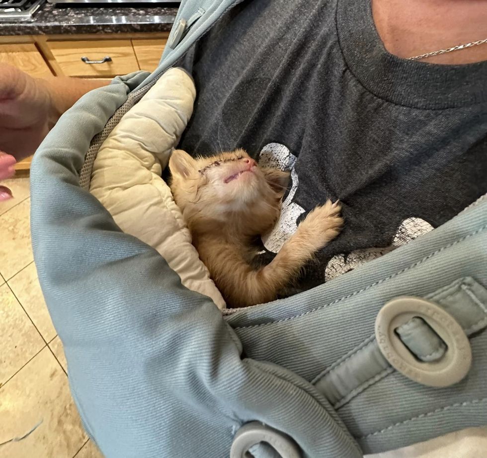 ginger kitten baby carrier
