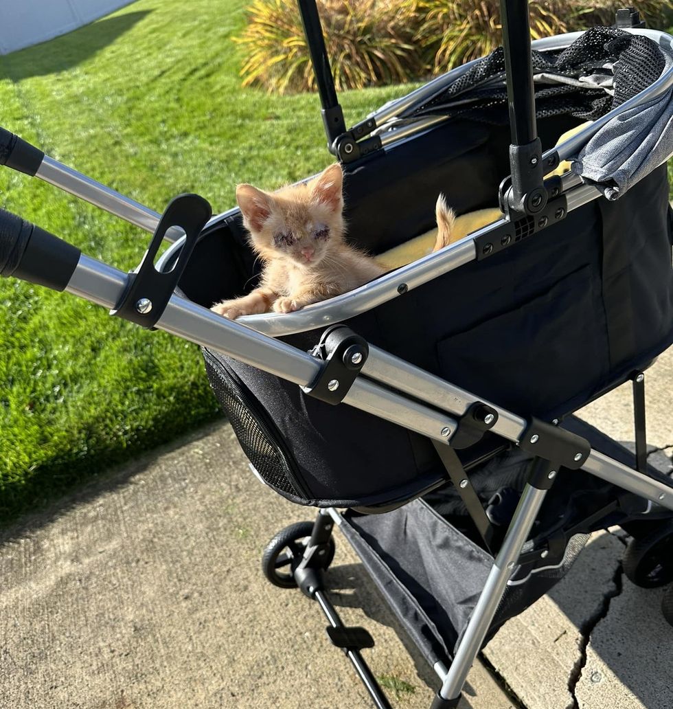 blind kitten stroller