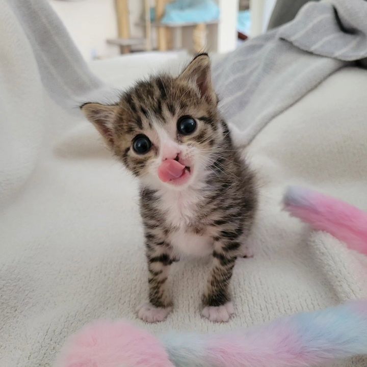 sweet kitten tongue