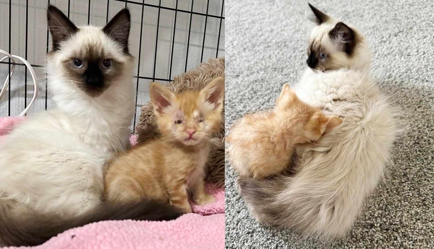 Family and Their Cat Change Everything for Little 4-week-old Kitten in a World He Cannot See