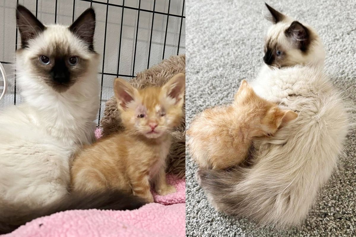 Family and Their Cat Change Everything for Little 4-week-old Kitten in a World He Cannot See