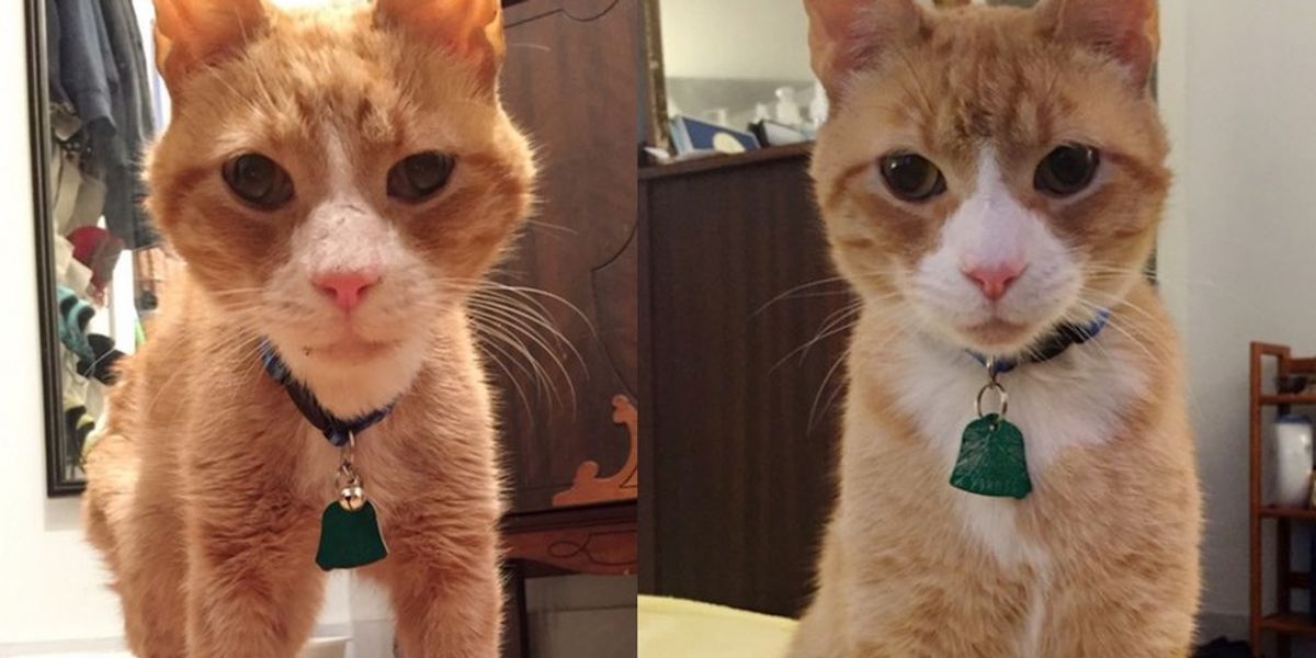 Cat Found Emaciated in Park Surprises His Humans with His True ...