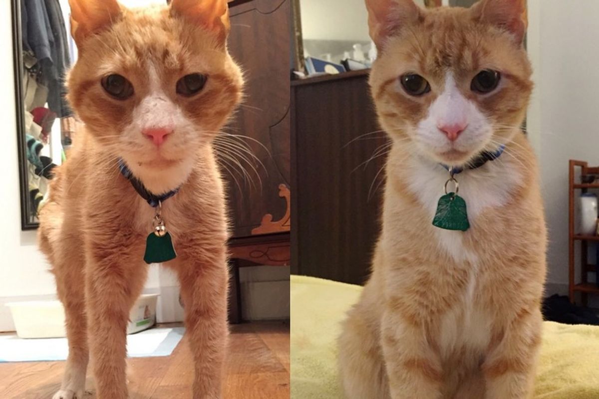 before and after rescue ginger cat