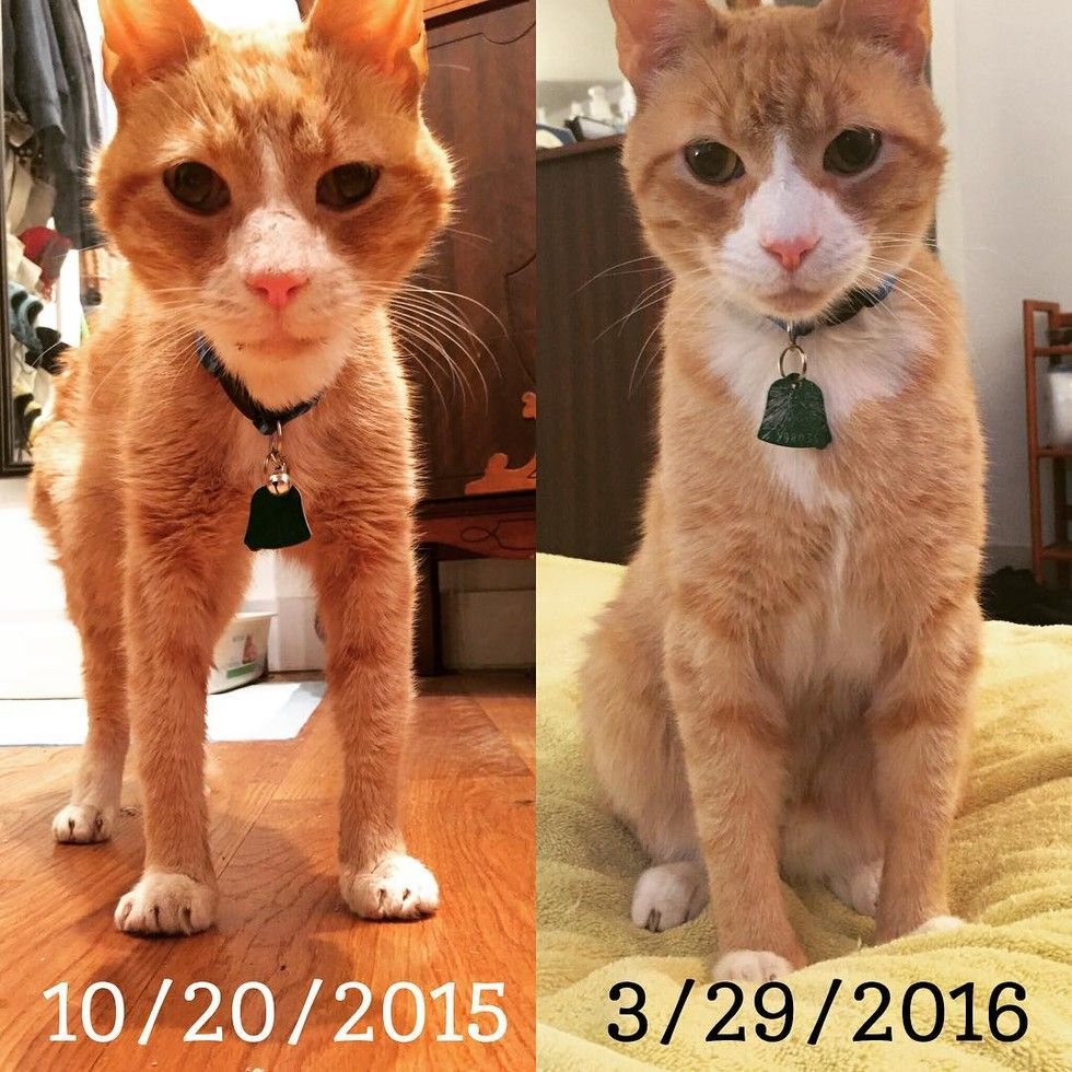 Cat Found Emaciated in Park Surprises His Humans with His True Purrsonality! Love Meow