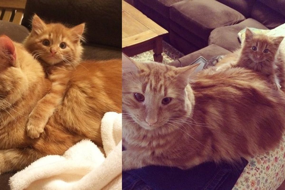 Ginger Cat Finds His Mini Me and Raises Him Like His Own (with Updates)