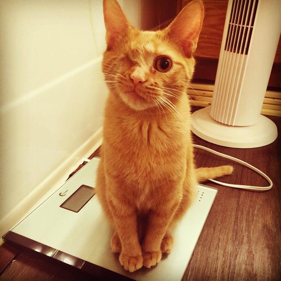 Cat Lost an Eye But Changed a Man's Life Forever! Love Meow
