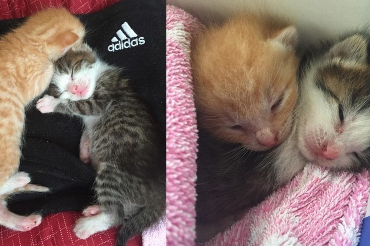 Two Kittens Rescued the Day Before Typhoon Growing Up Together