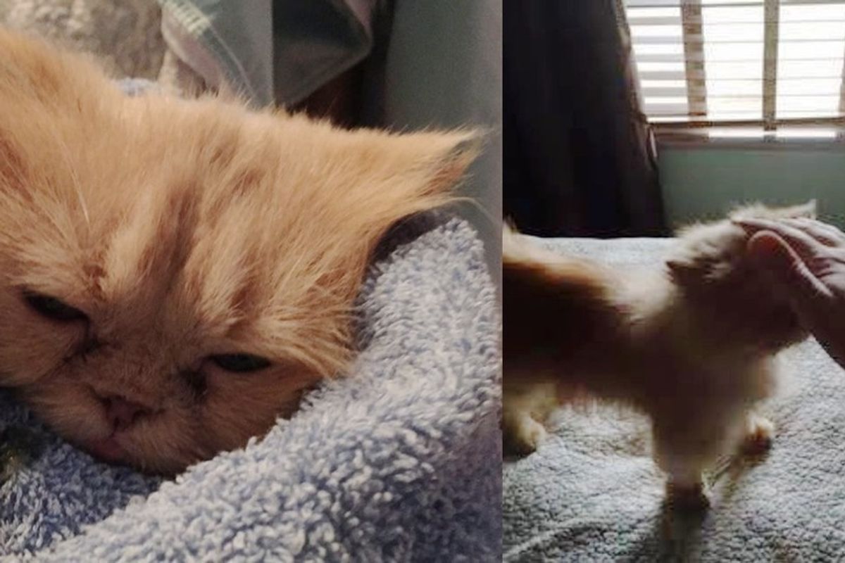 Foster Mom Helps Grieving 9-year-old Persian Cat Find Love Again