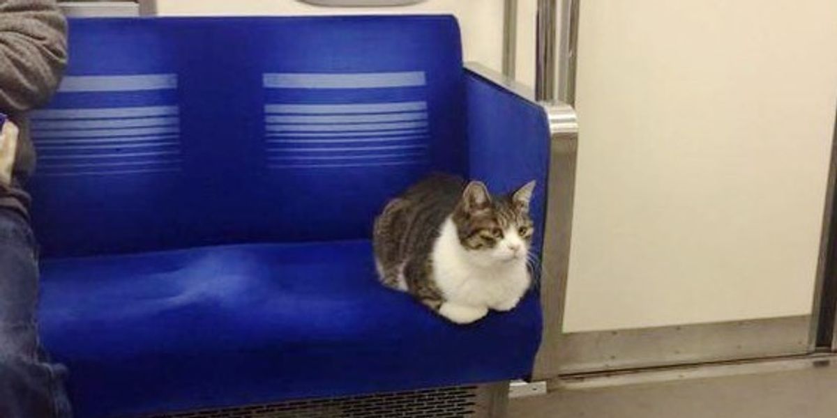 This Cat Takes Regular Rides On Tokyo Subway Train All By Himself