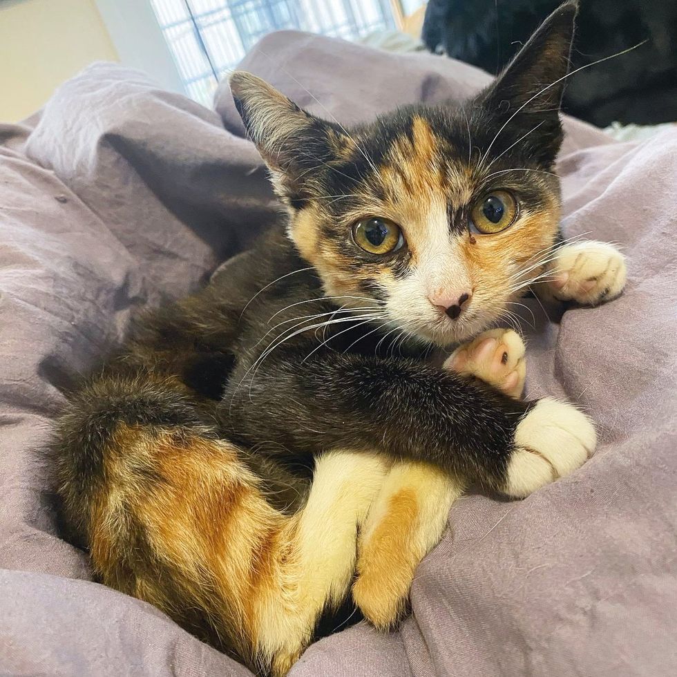 calico kitten snuggly