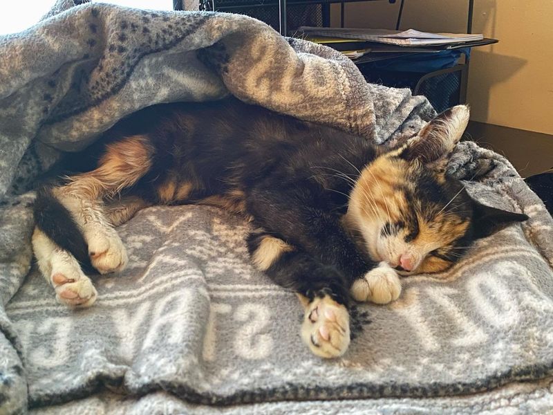 sleeping calico kitten