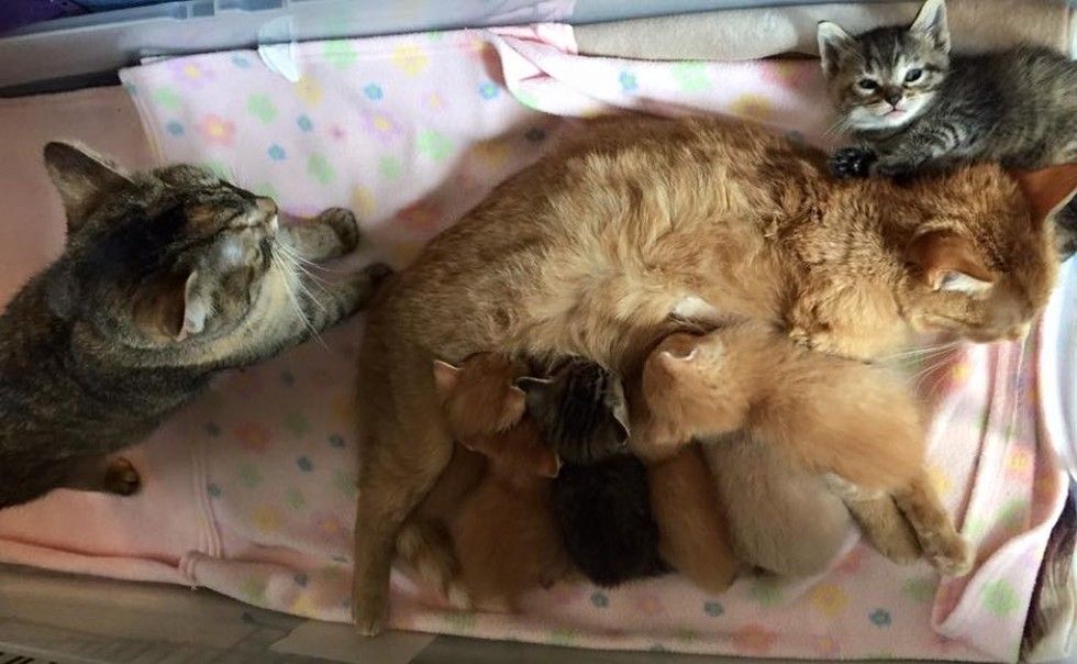 2 Rescue Mama Cats Found Clutched Together with 8 Babies Born Just Days
