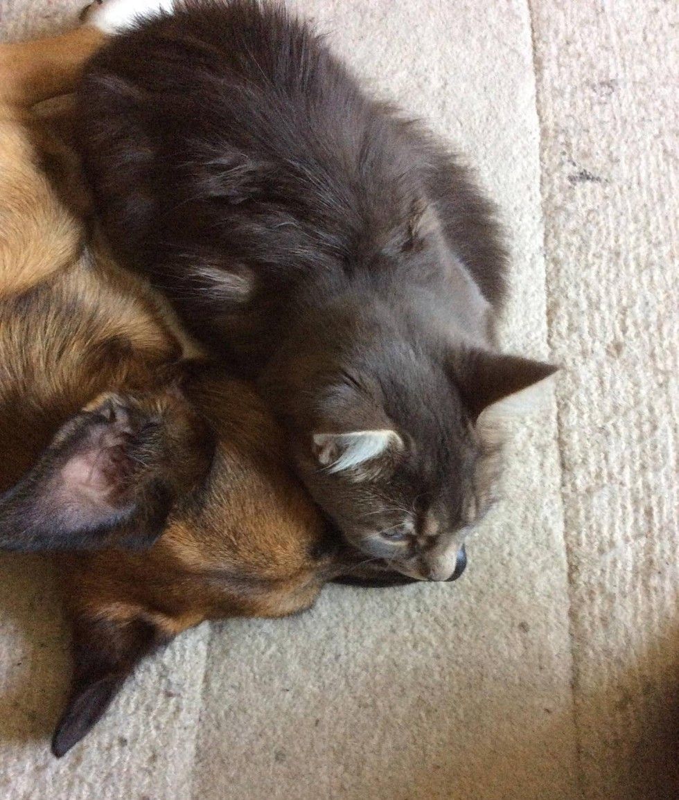 cat cares for dog with epilepsy 