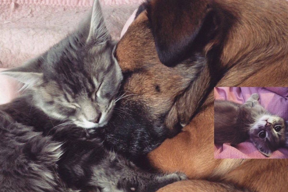 cat cares for dog with epilepsy 