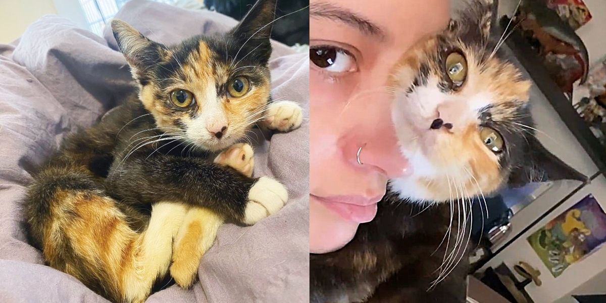 Tiny Kitten Spotted Outside Abandoned Shows So Much Strength, Now Has a Cat  to Watch Her Grow - Love Meow