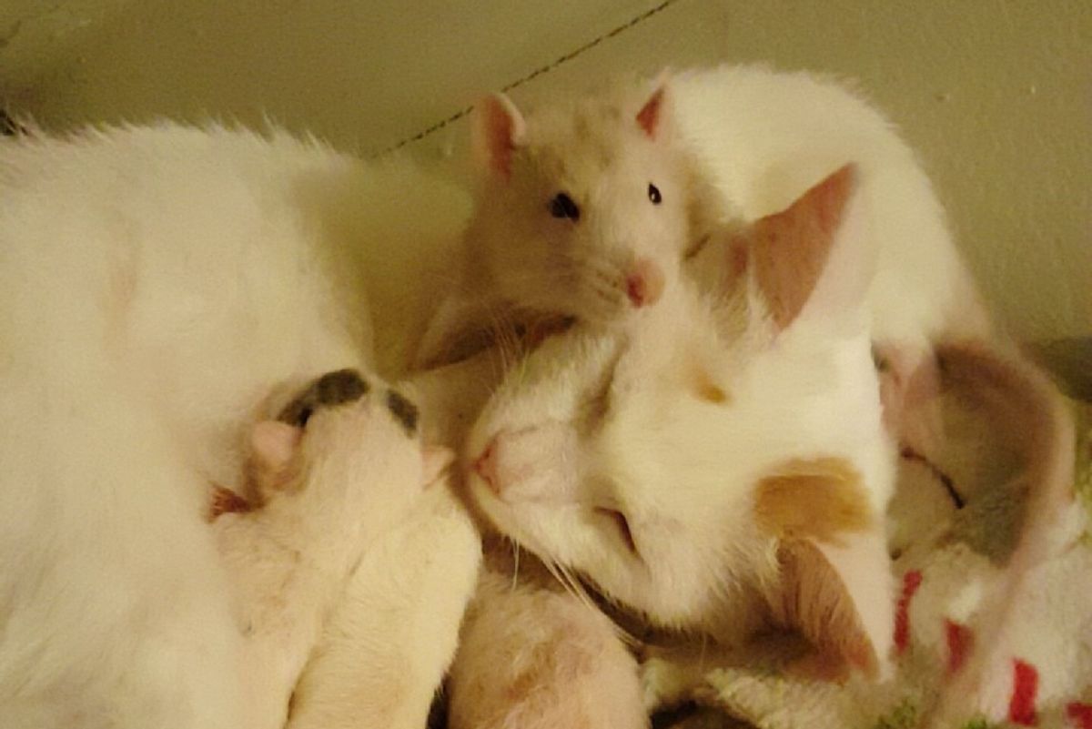 rat cuddles cat mom and kittens