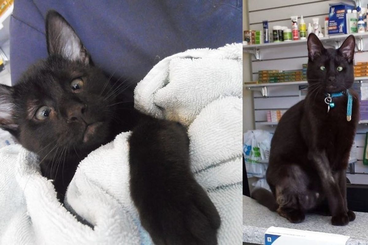 Vet Clinic Saves Cross-eyed Cat Abandoned on Doorstep, Cat Returns the Favor.