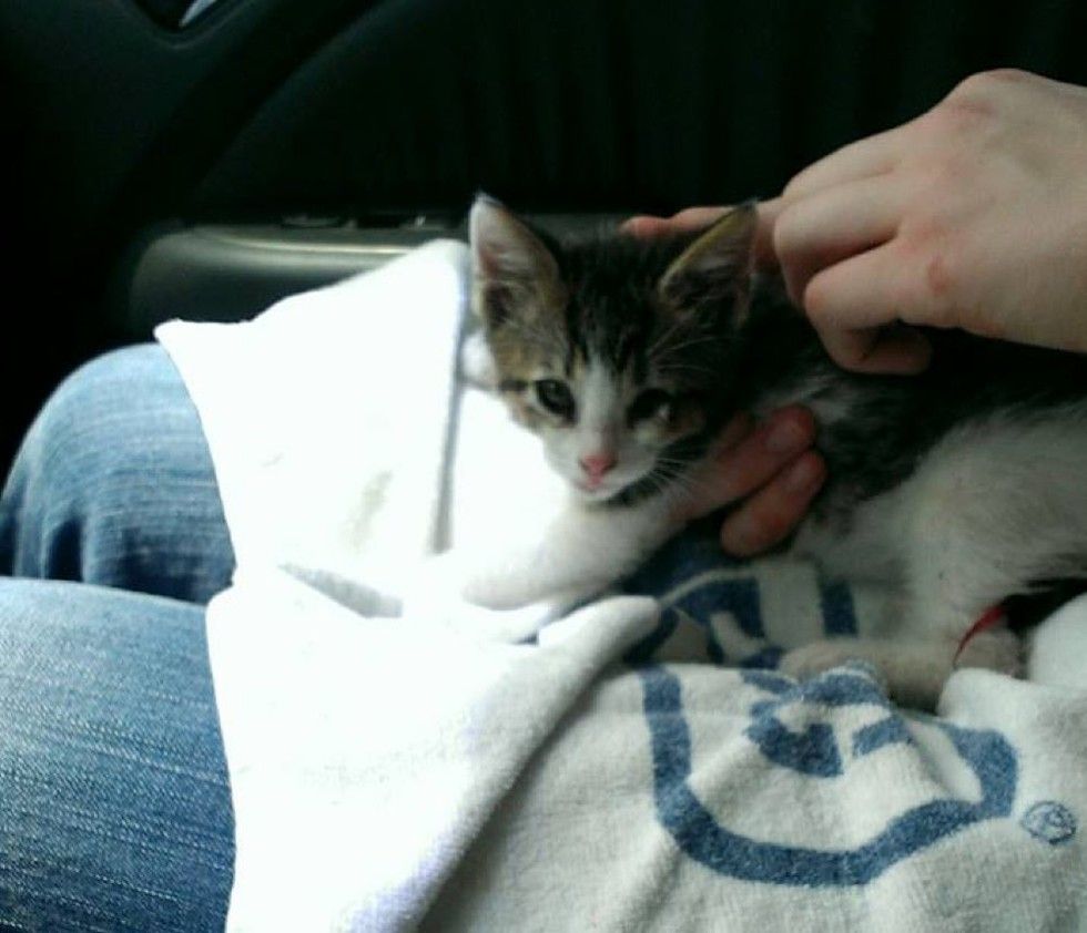 Tiny Kitten Clings to His Rescuer's Shoulder After He Saved His Life