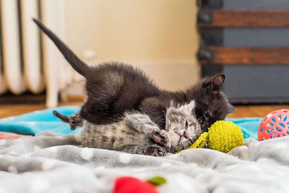 Tiny Kitten Lost Her Siblings But Found Comfort and Love from Another