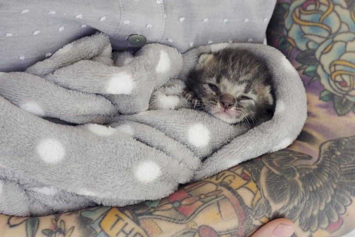 Tiny Kitten Lost Her Siblings But Found Comfort and Love from Another Orphaned Baby