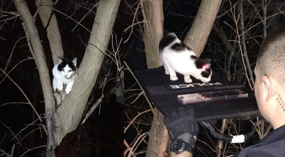 Police Use Red Laser Beam to Coax Cat Stuck Up Tree Down to Safety