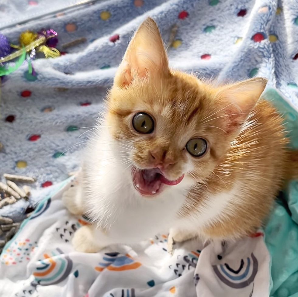 cute kitten arthur sweet