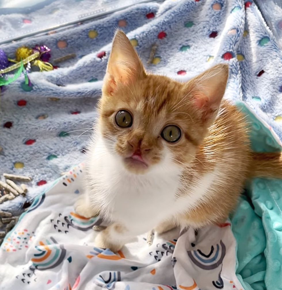 cute kitten tongue nose