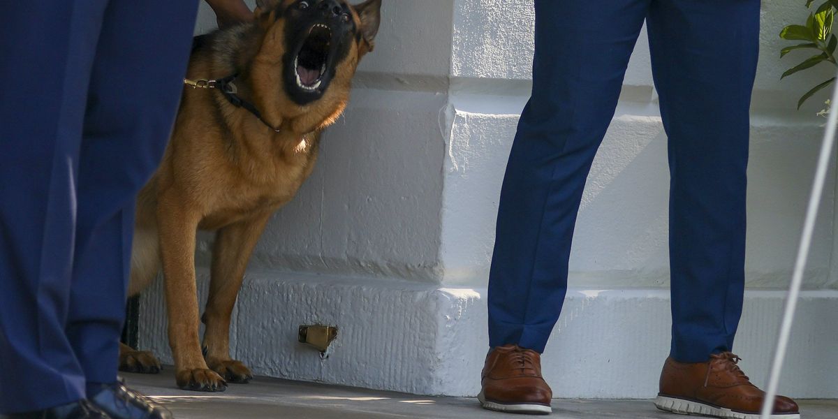 NextImg:Biden's dog Commander removed from White House after numerous biting incidents