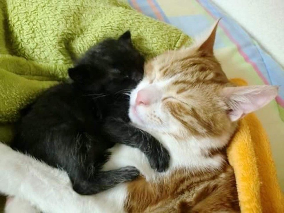 Rescue Cat Becomes Dad to Foster Kitten and Teaches Him How to Love ...