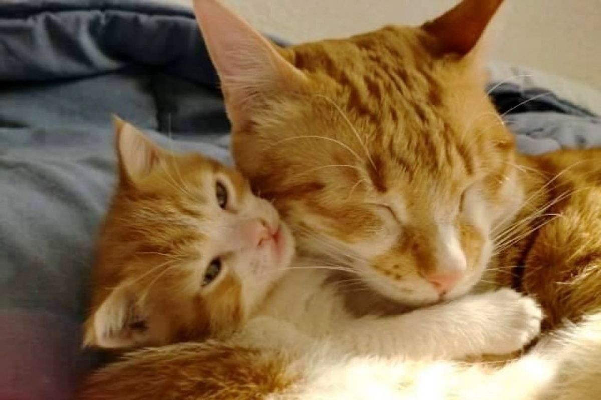 Rescue Cat Becomes Dad to Foster Kitten and Teaches Him How to Love