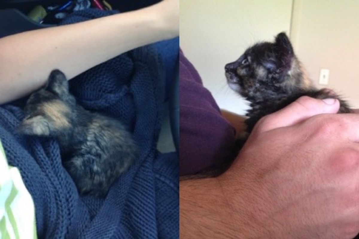 They Bring Tiny Tortie Back from the Brink. Kitten Snuggles with Her Rescuer for Hours