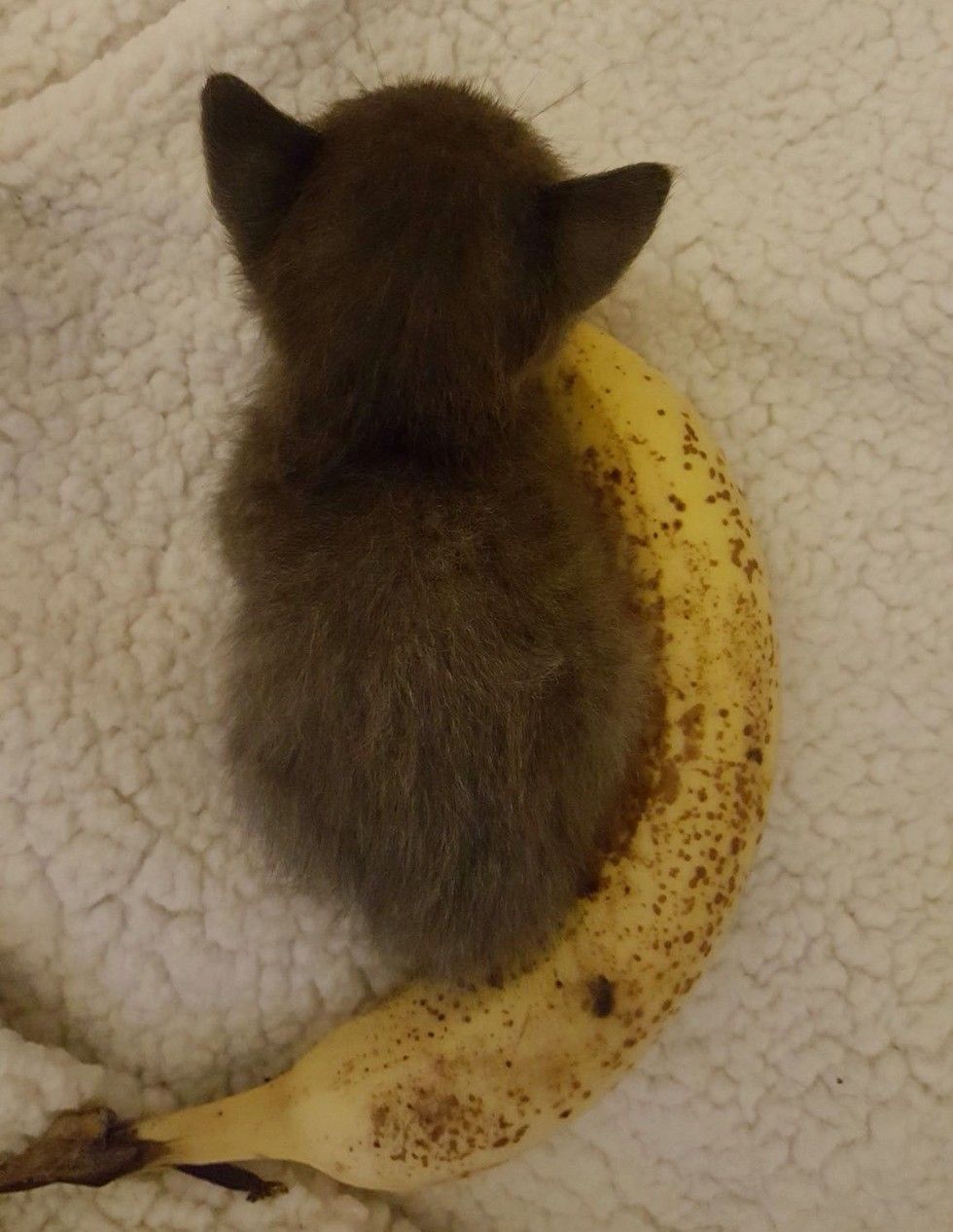 Kitten banana shop