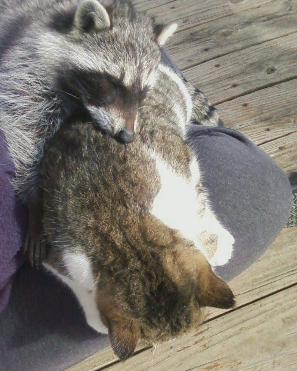 Barn Cat Helped Rescued Raccoon Get Back to the Wild - Love Meow