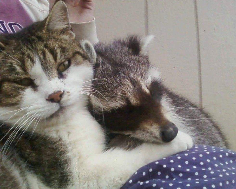 Can a raccoon get a store cat pregnant