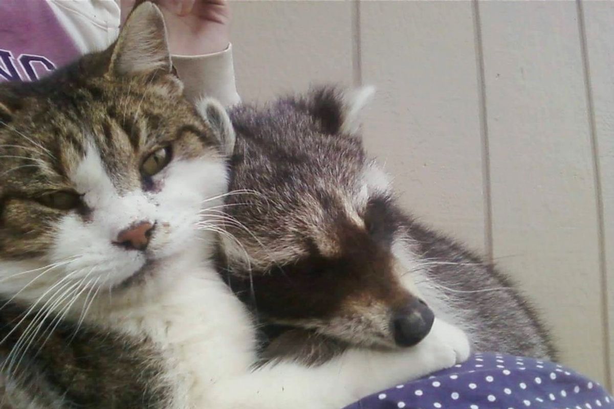 Barn Cat Helped Rescued Raccoon Get Back to the Wild